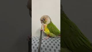 소망이의 일상(코뉴어)