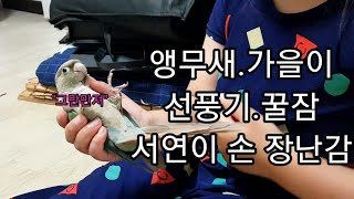 공서연.앵무새.코뉴어.가을이랑 놀기.선풍기.꿀잠.2020.6.7