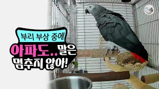 아파도 말은 포기 못하는 앵무새, 회색앵무 잠바