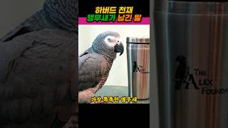 하버드 천재 앵무새가 남긴 마지막 유언