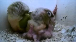 파인애플코뉴어 새끼에게 밥먹이는 모습 Pineapple…