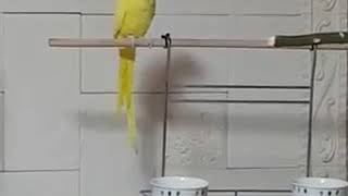 인사하는 목도리앵무 곤지 노래하는앵무새 010-4789…