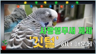 얼굴에 붙은 깃털 하나때문에 난리법석!^^