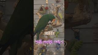 끝까지 말없는 뉴기니아 앵무새