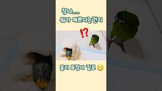 오잉⁉️ 한스마카우 vs 아마존