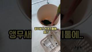쓰레기통에 빠진 앵무새