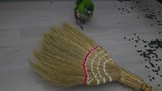 #앵무새 #한스마카우 #지루비