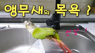 앵무새의 목욕