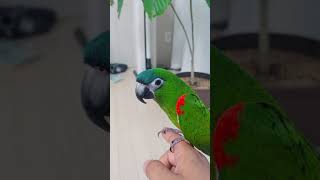 한스마카우 사랑이