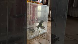 성악발성따라 노래하는 한스마카우 앵무새 한똥이와 함께 노래연습하기