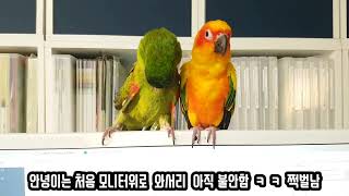 써니♡ 안녕이♡ 썬코뉴어&한스마카우 sunconure & hahnsmacaw같이 출근 ㅋ