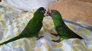 한스마카우 띵동 vs 쟈딘 완두