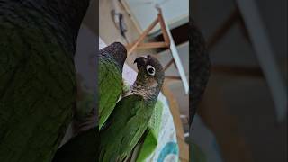 코뉴어앵무새#하랑이#하봉이