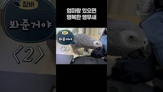 엄마랑 있으면 행복한 앵무새  회색앵무 잠바  #반려동…
