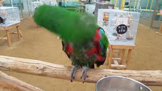 말 잘하는 앵무새 뉴기니아