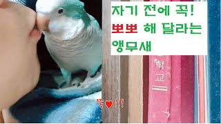 [앵아치 치즈 이야기] 잠들기 전, 뽀뽀해달라고 조르는 앵무새