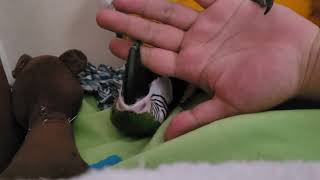 손 가지고 노는 루카