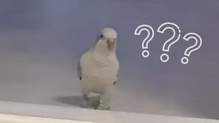 앵무새를 키우는 이유! 부르면 달려오는 구름이