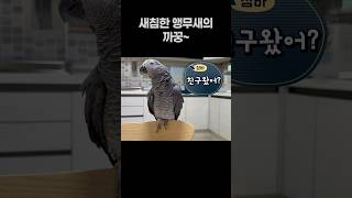 새침한 앵무새의 까꿍~  회색앵무 잠바