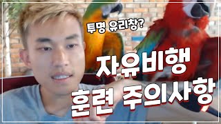 자유비행 훈련 준비 시 주의사항 - 윙컷 안 된 새