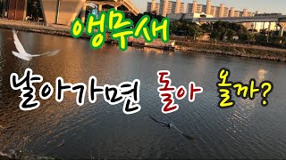 밍고 일주만에 비행 과연!?