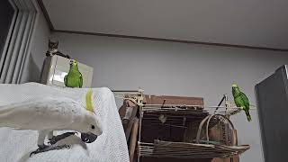 귀농귀촌 앵무새 놀아주기 Playing parrots in returning to farming and rural areas.