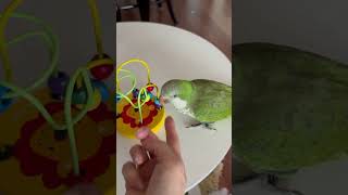 올려~ #앵무새 #퀘이커 #parrot #앵코스터#똑똑앵