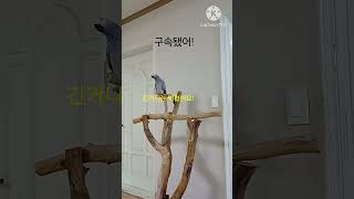 앵무새ㅡ순돌아 구속됐어