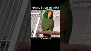 앵무새도 놀다오면 피곤해한다               #뉴기니아 #뉴기니아앵무새 #앵무새 #eclectus#eclectusparrot #parrot #birds #shorts