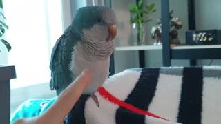 soondory시끄럽다고 하니...순도리 살짝 삐졌어요…