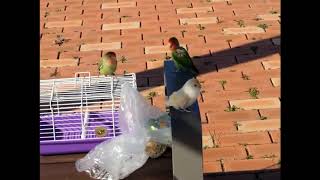 Lovebird free fly 앵무새 모란앵무 자유비…