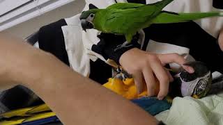 청금강 애교 보세요ㅎ 강아지같은 앵무새