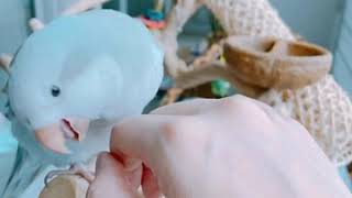 [퀘이커앵무 일구]부비적 부비적 애교둥이?