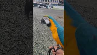 개무새 #animal #앵무새 #parrot #청금강