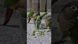 2025년 6월 28일#코뉴어앵무새#하랑이#하봉이#parrot