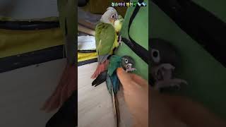 우리집 아기새(코뉴어 이유조) 한달 성장기#채널송만들기#똑똑한ai