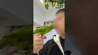 뽀뽀하는 한스마카우 #shorts