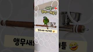 완벽한 패배ㅋㅋㅋ #말하는앵무새 한스마카우