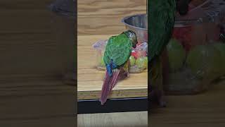 로이의 일요일 오후일상 #코뉴어 #parrot #반려조 #birds #앵무새 #cute #옐로사이드 #conure #귀여움