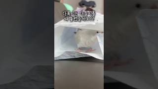 다복이가 다올이를 왜 불렀을까요?(이다복의 외침!! 영상보러오세요~^^) #앵무새 #퀘이커앵무새 #러블리다다즈