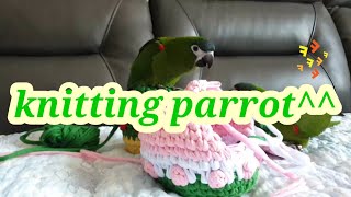 knitting parrot 뜨개질하는 앵무새 ~