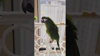 말하는 아기앵무새,  율리의 첫 필살기는?  "아빠~!!" #talkingparrot #hahnsmacaw