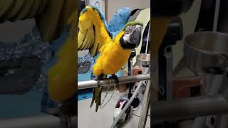 만세하는 루카 슬로우모션 #청금강 #shorts