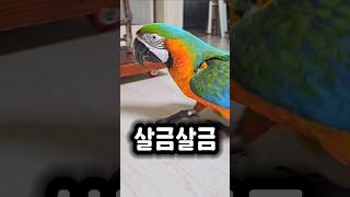 여자친구 몰래 뒤따라가는 수컷앵무새 ㅋㅋ #앵무새 #뭐할라고