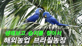 야생에서 Hyacinth macaw  - 히야신스 마카우(유리금강앵무새)  만나기..멸종위기 1급,사이테스1급보호종,희귀새,가장비싼새,가장큰 앵무새