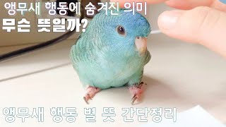 앵무새 행동분석- 행동 별 뜻을 간단히 알아봐요
