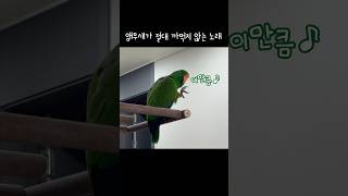 [지구] 앵무새가 절대 까먹지 않는 노래 / 노래하는 앵무새 / 중간에 다른 노래 섞임 / singing eclectus parrot