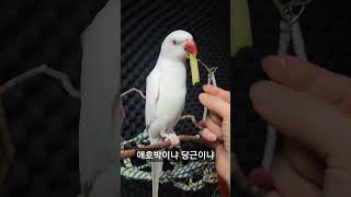 애호박이냐 당근이냐#parrot #앵무새#목도리앵무새 …