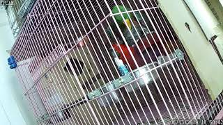 뉴기니아 와 마카우 뉴기니아 보스메리 교미중 20190613 천둥 eclectus parrot mating