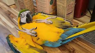 청금강 노을이 마지막에~